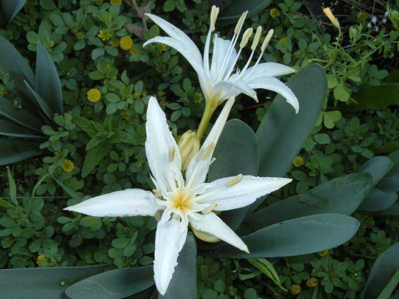 Pancratium illyricum / Giglio di Sardegna